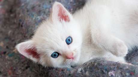 Un adolescente se gana el odio de la Red al lanzar a un gatito por los aires