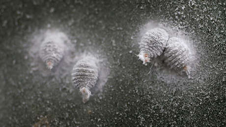 De Tiziano a Van Gogh: La diminuta grandeza del mexicano más universal