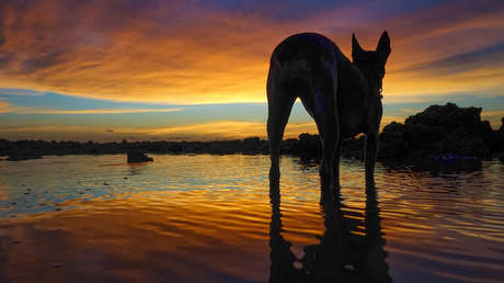 FUERTE VIDEO: Estampa a su galgo contra el suelo por perder una carrera y amenaza con comérselo