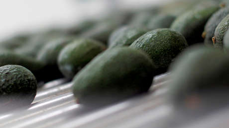 Adiós a los dedos cortados: Lanzan al mercado el primer aguacate sin carozo