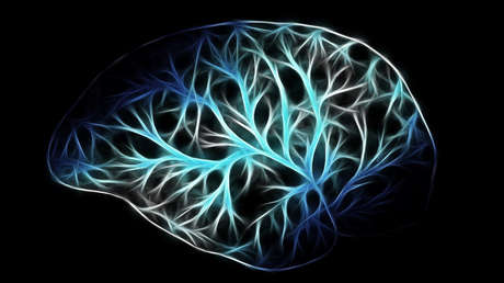 Explican cómo envejece nuestro cerebro (y por qué perdemos la memoria)