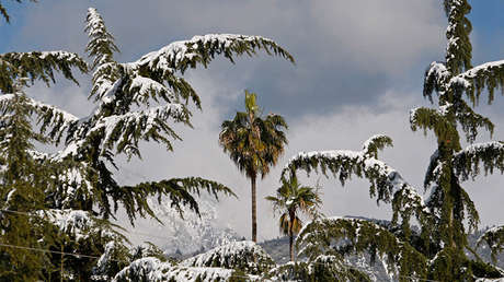 VIDEO: Nunca podrás celebrar una nevada como este estadounidense de Luisiana