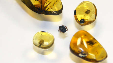 Descubren la "terrible garrapata de Drácula", de 100 millones de años y con sangre de dinosaurio