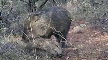 VIDEO: Filman a una manada de cerdos salvajes 'de luto' por la muerte de un integrante