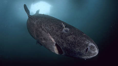 ¿Un tiburón de 512 años? La noticia que se hizo viral y no es del todo cierta