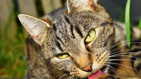 Casi toda una familia rusa muere al poco de advertir que su gato parecía enfermo