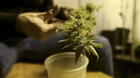 ¿Marihuana con fines medicinales? Expertos opinan al respecto