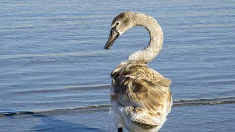 Estos son los 10 'cisnes grises' que podrían alterar el mercado en 2018