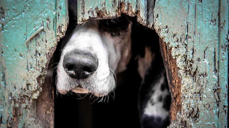 Revelan los macabros detalles de la muerte de la joven devorada por sus perros