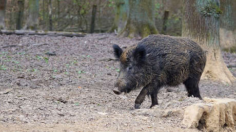 FOTO: Un jabalí polaco domesticado se escapa de su granja y acaba emborrachándose