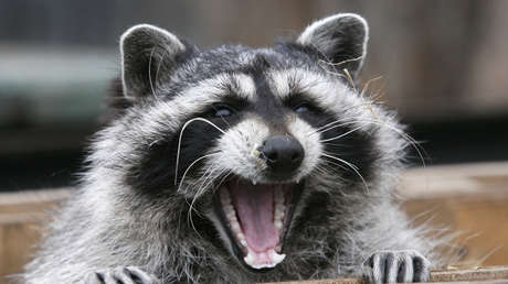 EE.UU: Un mapache ataca salvajemente en su casa a una bebé de cuatro meses (FOTOS)
