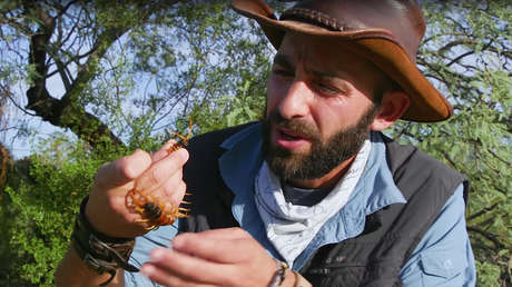 VIDEO INFARTANTE: Graba como un ciempiés gigante le da una de las picaduras más dolorosas del mundo