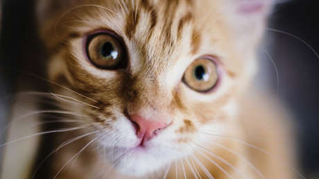 Nace un singular gatito en Sudáfrica (VIDEO)