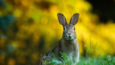 Dos zoológicos de Dinamarca solicitan mascotas para alimentar a sus fieras