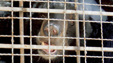 VIDEO: Una osa ve la luz del sol por primera vez en su vida tras pasar 10 años en una jaula