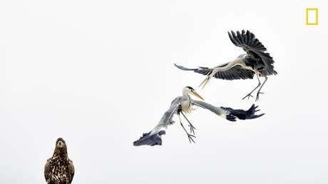 National Geographic muestra sus mejores fotografías del año