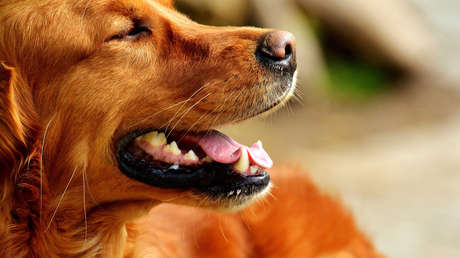 México: Frida, de perrita rescatista a amuleto contra los sismos (FOTOS)