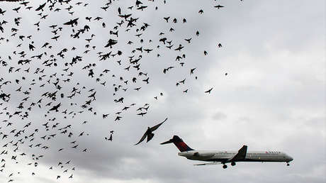Un gorrión se cuela en la cabina del piloto y obliga a volver a un avión de Delta Air Lines