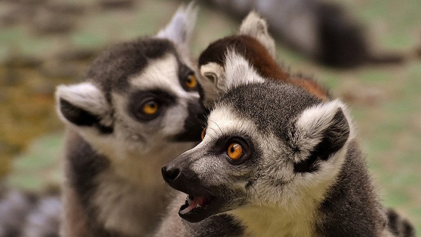Video: Un grupo de lémures rebeldes ataca a mordiscos a un reportero de la BBC que intenta filmarles