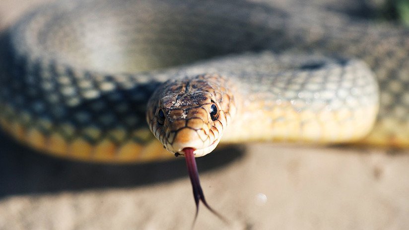Una mordedura de esta serpiente  es capaz de matar a 100 personas