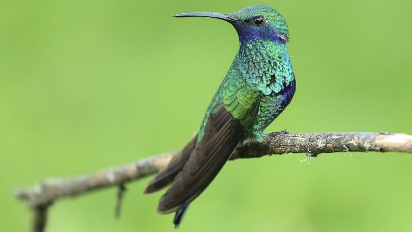 Colibrí prehistórico: descubren en China el 'dinosaurio arcoíris' (FOTOS)