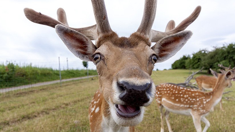 La enfermedad del ciervo zombie podría infectar a humanos