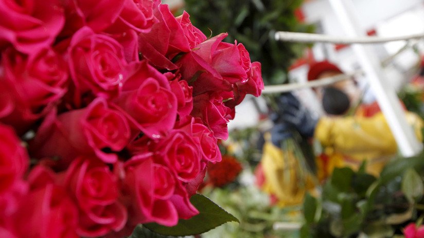 ¡Que viva el amor! 15.000 toneladas de flores saldrán desde Quito para San Valentín