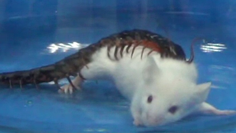 "Terrorífica toxina": Revelan por qué el veneno de los ciempiés es tan mortífero 