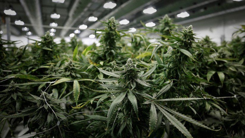 México: Ministro de Turismo propone legalizar la marihuana para contrarrestar la inseguridad (VIDEO)