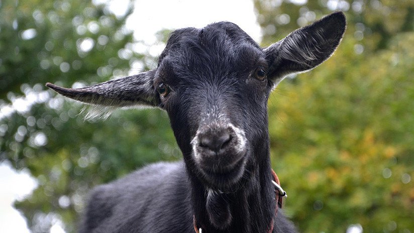 Lo acusan de transformar a un hombre en una cabra y le dan una paliza por ello