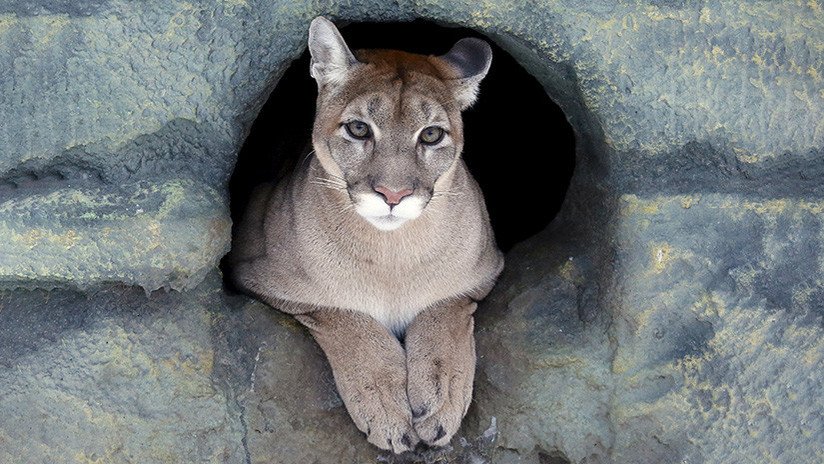 Oficial: El puma del este de Norteamérica ya no existe