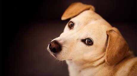 FOTO: ¿Desde cuándo Apple fabrica iPerros?