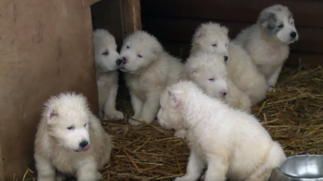 'Armas de seducción masiva': El Ministerio de Defensa ruso presenta a sus efectivos más adorables