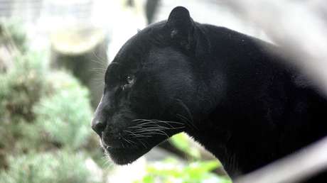Una pantera destroza a dentelladas a un hombre cerca de Moscú