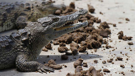 Un turista de 90 años de edad muere por un ataque de cocodrilos en Zimbabue