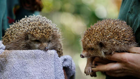 Ponen a dieta a diez erizos tan obesos que no pueden enroscarse como una bola