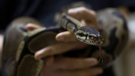 FOTO ESCALOFRIANTE: Se lleva el susto de su vida al despertarse con una pitón en la cama