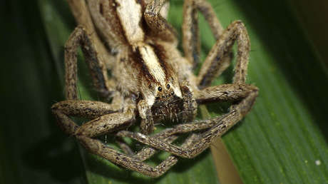 VIDEO: ¿Qué es esta extraña criatura de '16 patas'?