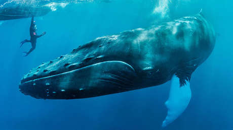 VIDEO: Una ballena salva de un tiburón a una buceadora en el océano Pacífico