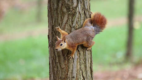 Una familia intenta liberar una ardilla herida en EE.UU., pero algo salió muy mal (VIDEO)