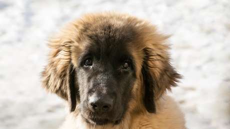 ¿Cobarde rey de la selva? Un pequeño perro ahuyenta a dos leones (VIDEO)