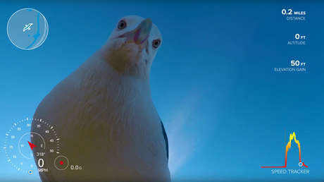 VIDEO: Una gaviota robó una GoPro y esta es su sorprendente grabación
