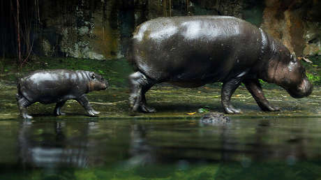 Así son 'los más pequeños' del Zoológico de Singapur 