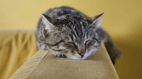 Si tiene esto en su casa, la salud de su gato corre peligro