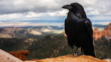 VIDEO: Un pájaro 'se cuela' en una transmisión del pronóstico del tiempo en EE.UU.