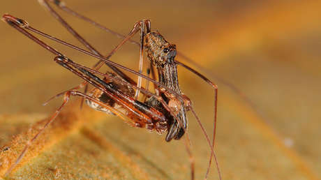 VIDEO, FOTOS: Encuentran 18 nuevas especies de araña con apariencia de pelícano