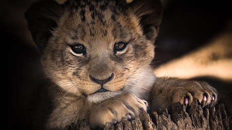 Un zoológico sueco mató a nueve cachorros de león sanos porque no encajaban en su manada