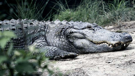 VIDEO: Un cocodrilo causa sensación al devorar un gran pez en una playa de Australia