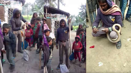 VIDEO: Una cobra muerde mortalmente a un hombre que intentaba coserle las mandíbulas