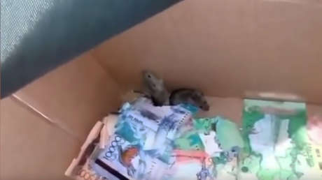 Unos ratones se comen los billetes de un cajero automático en Kazajistán (VIDEO)